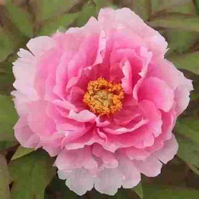 Pink Thing Peony a ni